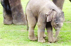 Olifant GIF. Dieren Olifant Gifs 