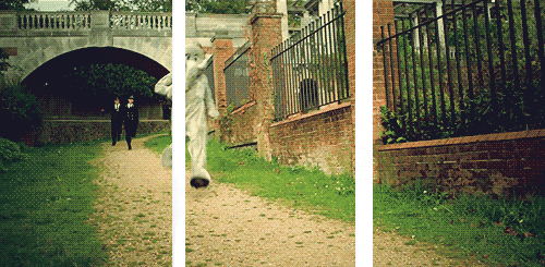 Dieren Olifant Gifs 