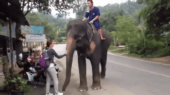 Dieren Olifant Gifs animalsbeingjerks seksueel intimidatie 