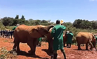 Dieren Olifant Gifs animalsbeingjerks klop 