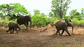 Olifant GIF. Dieren Olifant Gifs 