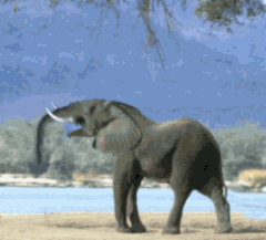 Olifant GIF. Dieren Olifant Gifs Exploderen 