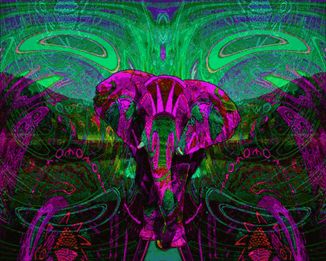 Dieren Olifant Gifs fj 