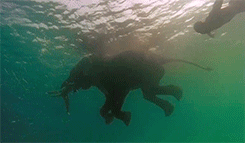 Olifant GIF. Dieren Olifant Gifs Hand 
