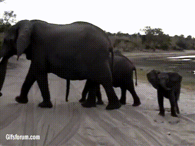Dieren Olifant Gifs 