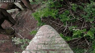 Dieren Olifant Gifs cinemagraph 