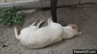 Dieren Olifant Baby Gifs effect modder 