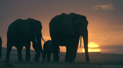 Dieren Olifant Gifs 