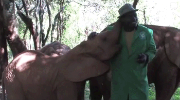 Dieren Olifant Regenboog Gifs 