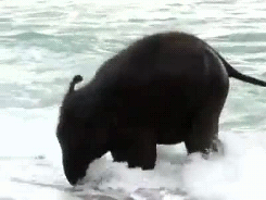 Olifant GIF. Dieren Olifant Gifs Exploderen 
