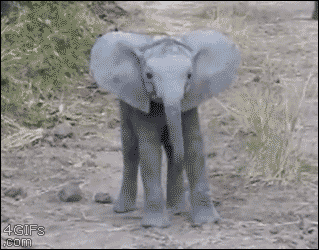 Dieren Afrika Olifant Gifs 