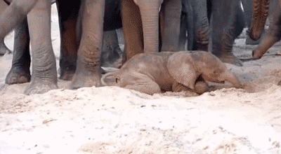 Dieren Schattig Olifant Zwembad Gifs gif 