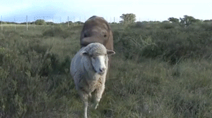 Olifant GIF. Dieren Olifant Gifs 