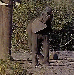 Olifant GIF. Dieren Olifant Gifs 