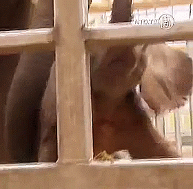 Baby GIF. Dieren Olifant Baby Gifs 