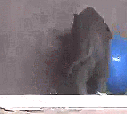 Baby GIF. Dieren Spelen Olifant Baby Gifs 
