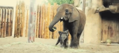 Dieren Olifant Gifs hand 