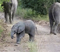 Olifant GIF. Bad Dieren Olifant Gifs 