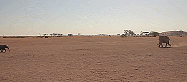 Dieren Kunst Olifant Kawaii Tovenaar Gifs geanimeerde illustratie levitatie 