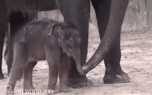 Olifant GIF. Dieren Schattig Olifant Zwembad Gifs Gif 