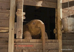 Olifant GIF. Dieren Olifant Gifs Animalsbeingjerks Jackass 