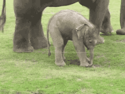 Olifant GIF. Dieren Olifant Gifs Lint 
