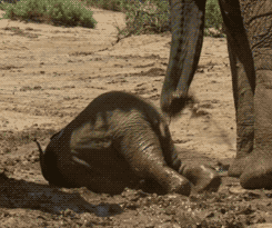 Olifant GIF. Dieren Olifant Gifs Tandpasta 