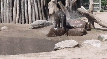 Dieren Olifant Gifs wasteds 