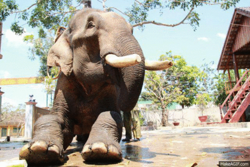 Dieren Olifant Gifs 