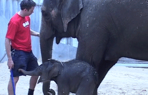 Olifant GIF. Dieren Olifant Gifs Schilderij 