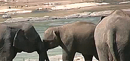 Olifant GIF. Dieren Wandelen Olifant Gifs 