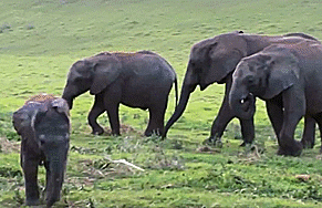 Olifant GIF. Dieren Olifant Gifs Upvote 