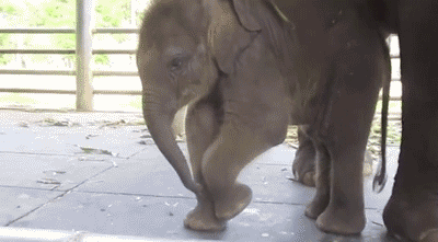 Dieren Olifant Baby Gifs nom 