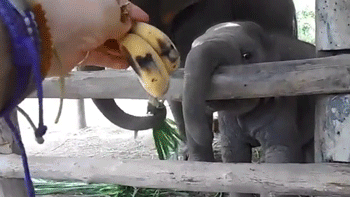 Dieren Olifant Gifs mislukken 