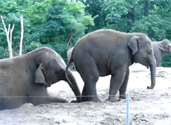 Olifant GIF. Dieren Olifant Baby Gifs Vallend 