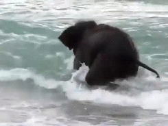 Olifant GIF. Dieren Olifant Gifs Psychadelic 