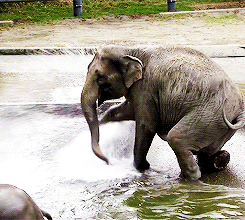 Baby GIF. Dieren Olifant Baby Gifs Weeeee 