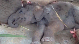 Dieren Olifant Gifs hand 