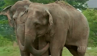 Dieren Olifant Gifs 