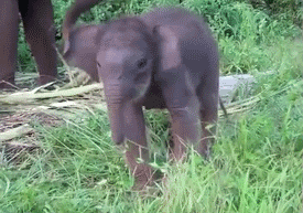 Olifant GIF. Dieren Olifant Gifs Psychadelic 