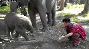 Olifant GIF. Dieren Olifanten Olifant Gifs 
