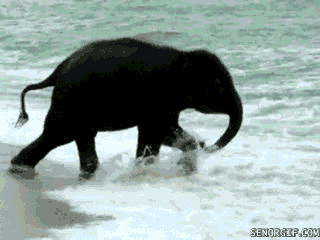 Dieren Olifanten Olifant Gifs 