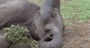 Olifant GIF. Dieren Olifant Gifs Fj 