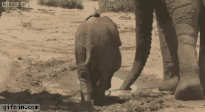 Olifant GIF. Dieren Olifant Gifs 