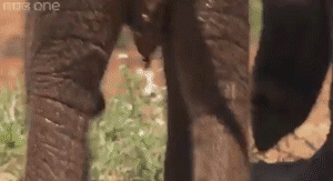 Olifant GIF. Dieren Olifant Gifs Upvote 