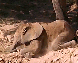 Olifant GIF. Dieren Afrika Olifant Gifs 