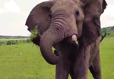 Olifant GIF. Dieren Olifant Gifs 