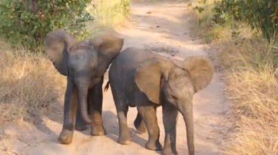 Dieren Olifant Gifs animalsbeingjerks seksueel intimidatie 