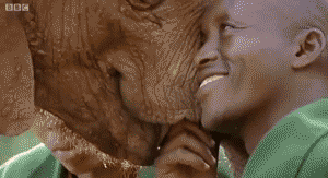 Baby GIF. Dieren Olifant Baby Gifs Offsides 