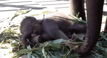 Dieren Olifant Gifs 